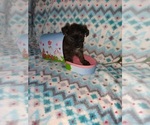 Small Photo #11 Poodle (Toy) Puppy For Sale in LAPEER, MI, USA