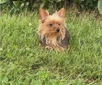 Small #4 Yorkshire Terrier