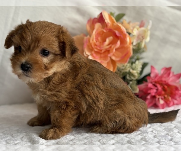 Medium Photo #5 Morkie Puppy For Sale in ROCK STREAM, NY, USA