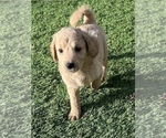 Small Photo #11 Goldendoodle Puppy For Sale in EL MIRAGE, AZ, USA