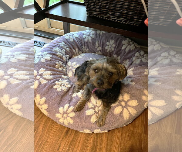 Medium Photo #10 Mutt Puppy For Sale in St. Louis Park, MN, USA