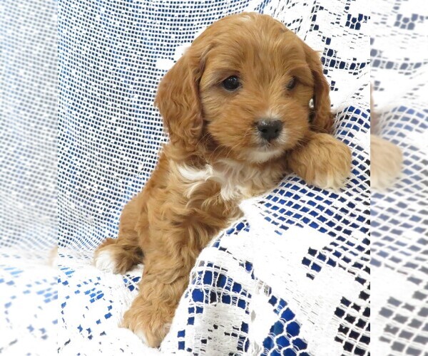 Medium Photo #4 Cavapoo Puppy For Sale in NORWOOD, MO, USA