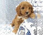 Small Photo #4 Cavapoo Puppy For Sale in NORWOOD, MO, USA