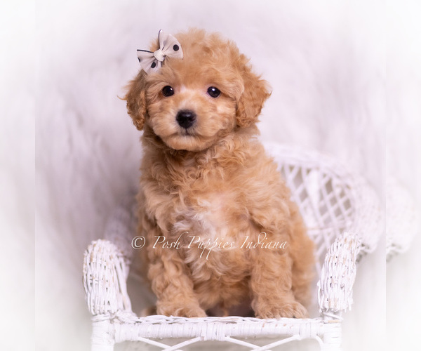 Medium Photo #6 Poodle (Toy) Puppy For Sale in WARSAW, IN, USA
