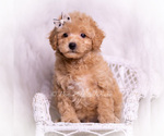 Small #5 Poodle (Toy)