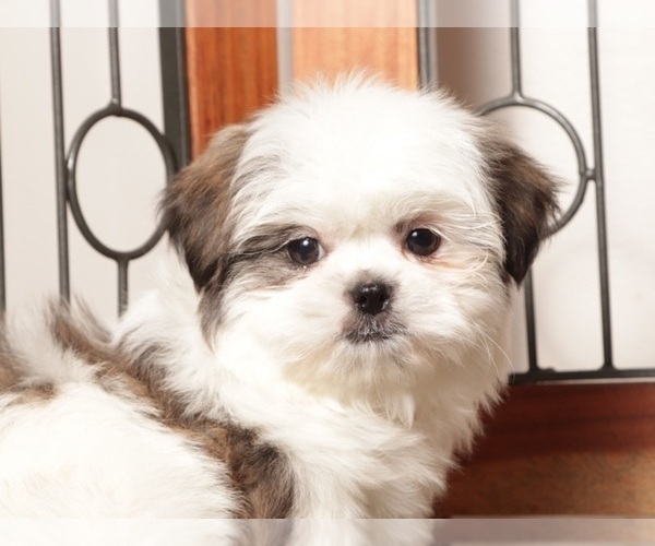 Medium Photo #8 Shih Tzu Puppy For Sale in NAPLES, FL, USA
