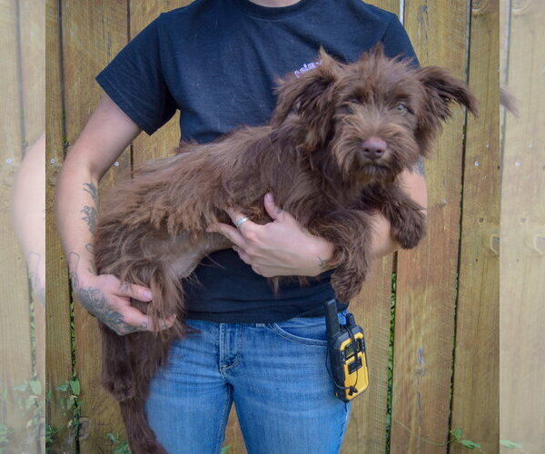 Medium Photo #2 Mutt Puppy For Sale in Huntley, IL, USA