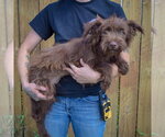 Small #1 Mutt