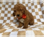 Small #6 Goldendoodle (Miniature)