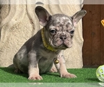 Small Photo #3 French Bulldog Puppy For Sale in CLINTON, NJ, USA