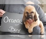 Small Photo #3 Bloodhound Puppy For Sale in GOSHEN, IN, USA