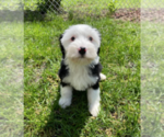 Small Photo #2 Miniature Bernedoodle Puppy For Sale in MILWAUKEE, WI, USA
