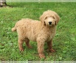 Small Photo #4 Goldendoodle Puppy For Sale in FAIR GROVE, MO, USA