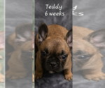 Puppy Teddy French Bulldog