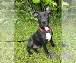 Small #2 American Staffordshire Terrier Mix