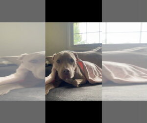 Priscilla (GA) a/k/a Prissy - Female Mutt Dog for Adoption - Photo #42