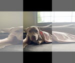 Small #41 Mutt