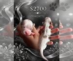 Small Photo #8 Chihuahua Puppy For Sale in LAKEWOOD, WA, USA