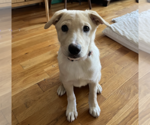 Labrador Retriever-Unknown Mix Dogs for adoption in Brooklyn, NY, USA