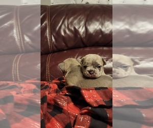 French Bulldog Puppy for sale in CINCINNATI, OH, USA
