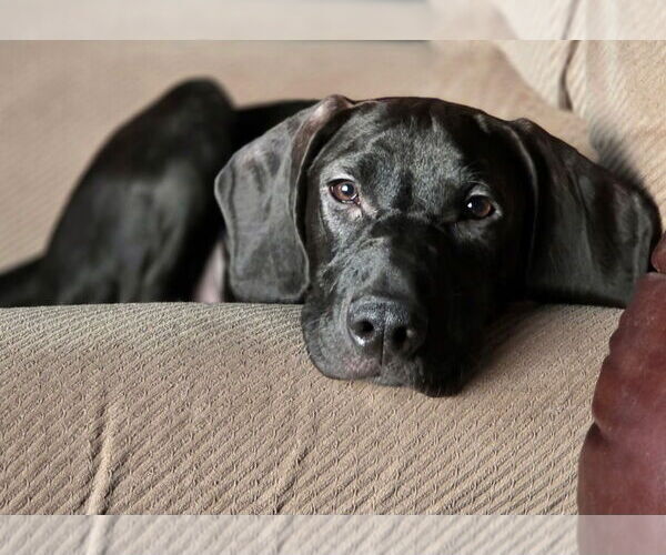Medium Photo #2 Mutt Puppy For Sale in Sanford, FL, USA
