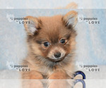 Small Photo #19 Pomeranian Puppy For Sale in SANGER, TX, USA
