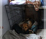 Small Photo #8 Mutt Puppy For Sale in Sanford, FL, USA
