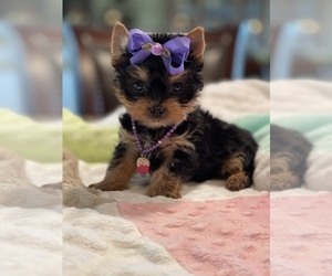 Yorkshire Terrier Puppy for sale in ATL, GA, USA