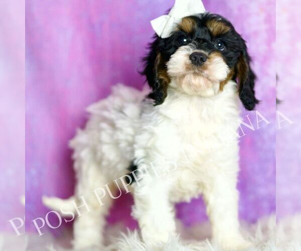 Medium Photo #1 Cavapoo (Miniature) Puppy For Sale in WARSAW, IN, USA