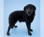 Small Border Collie Mix
