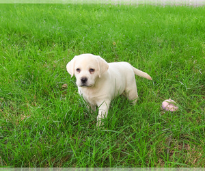 Labrador Retriever Puppy for sale in SYRACUSE, IN, USA