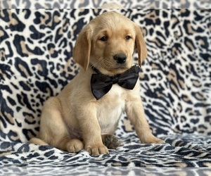 Golden Labrador Puppy for sale in LANCASTER, PA, USA
