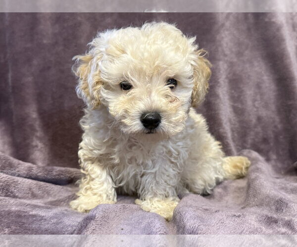Medium Photo #1 Poodle (Miniature)-Unknown Mix Puppy For Sale in Pacolet, SC, USA