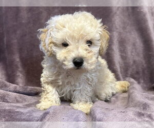 Poodle (Miniature)-Unknown Mix Dogs for adoption in Pacolet, SC, USA