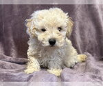 Small Poodle (Miniature) Mix