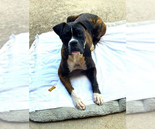 Medium Photo #3 Boxer Puppy For Sale in Austin, TX, USA