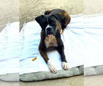 Small #2 Boxer