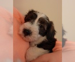 Puppy Oreo Collie-Poodle (Miniature) Mix