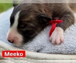 Puppy Meeko Border Collie