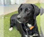 Small #2 Labrador Retriever Mix
