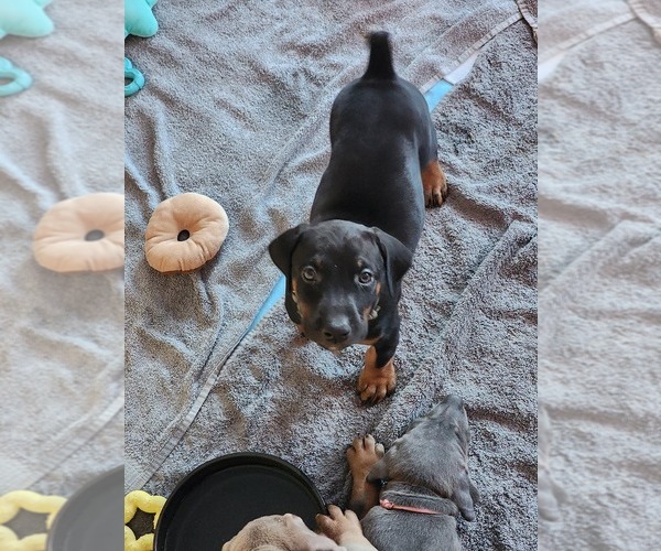 Medium Photo #8 Doberman Pinscher Puppy For Sale in CLINTON, OH, USA