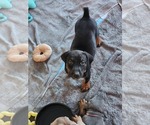 Small #7 Doberman Pinscher