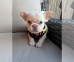 Small #3 French Bulldog