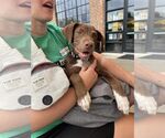 Small #23 Labrador Retriever Mix
