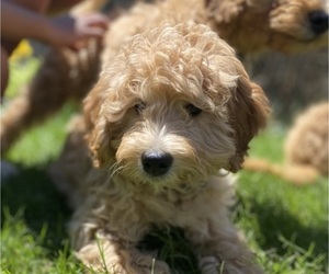Goldendoodle-Poodle (Miniature) Mix Puppy for sale in METHUEN, MA, USA
