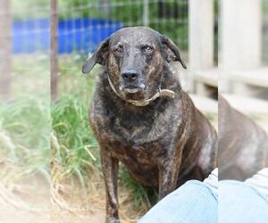 Georgia (Trinity) - Female Plott Hound-Unknown Mix Dog for Adoption - Photo #4