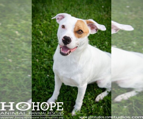 Medium Photo #1 American Staffordshire Terrier-Beagle Mix Puppy For Sale in Godfrey, IL, USA