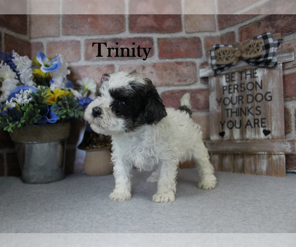 Medium Photo #8 Poodle (Miniature) Puppy For Sale in CHANUTE, KS, USA