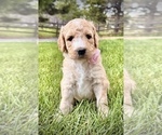 Puppy Miss Linney Goldendoodle