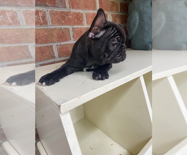Medium Photo #10 French Bulldog Puppy For Sale in CLEVELAND, NC, USA